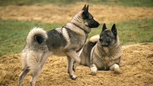 Deux Elkhounds norvégiens jouent l'un avec l'autre sur l'herbe