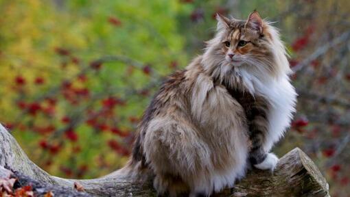 Le chat des forêts norvégiennes grimpe à l'arbre