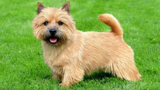 Terrier debout sur l'herbe