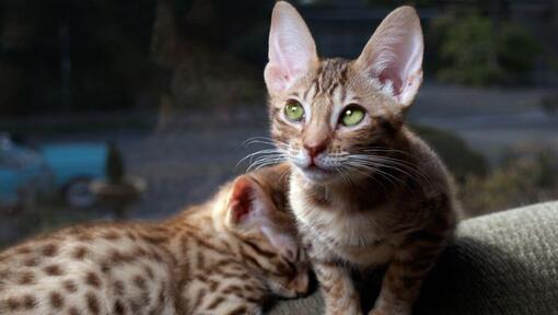 Deux chatons Ocicat se préparent à dormir