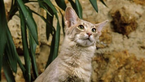 Le chat oriental de cheveux longs se tient près du pot de fleurs