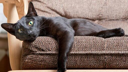 Le chat oriental de cheveux courts se trouve sur le sofa