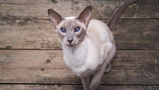 Le chat oriental de cheveux courts regarde quelqu'un