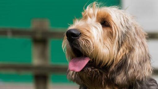 Otterhound regardant à distance