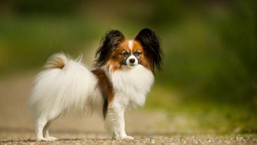 Epagneul Papillon est debout dans le parc