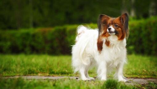 Epagneul Papillon est debout dans le parc par une chaude matinée de printemps