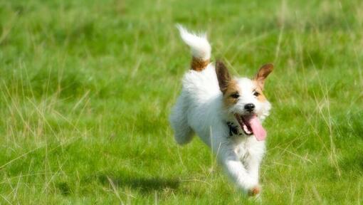 Jack Russel s'exécutant sur le terrain