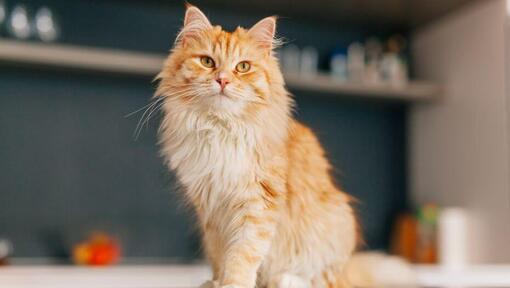 Le chat persan aux cheveux longs se tient dans la cuisine