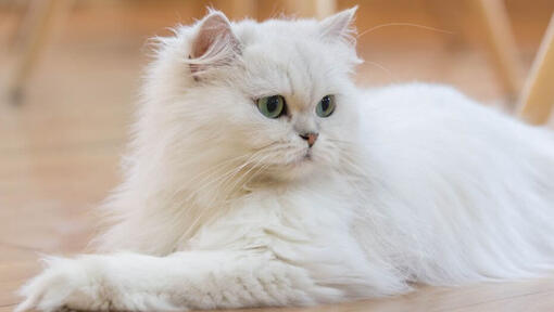 Le chat persan aux cheveux longs est allongé sur le sol