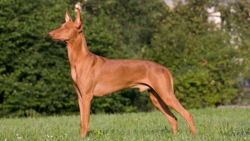 Pharaon Hound debout devant des buissons