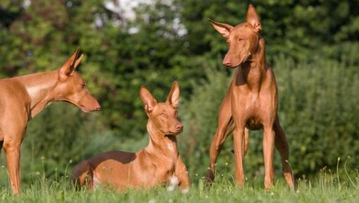 Trois chiens reposant sur l'herbe