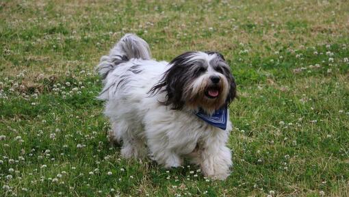 Chien de berger des plaines polonais joue dans la cour