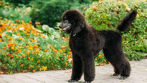 Caniche noir (standard) marchant dans le jardin