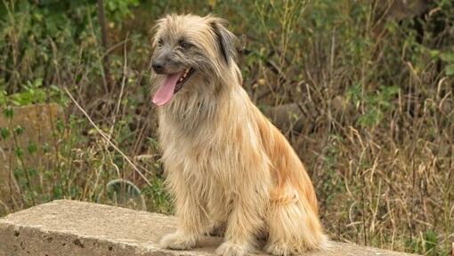 Chien de berger des Pyrénées est debout dans le jardin