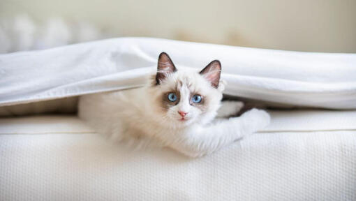 Le chat de Ragdoll se trouve sous une couverture dans le lit