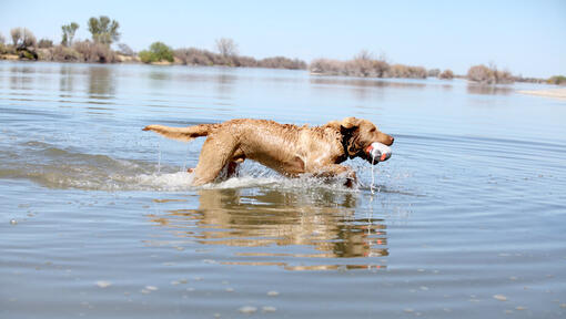 Chesapeake Bay Retriever dans l'eau