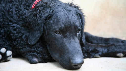 Retriever enduit bouclé avec col rouge couché