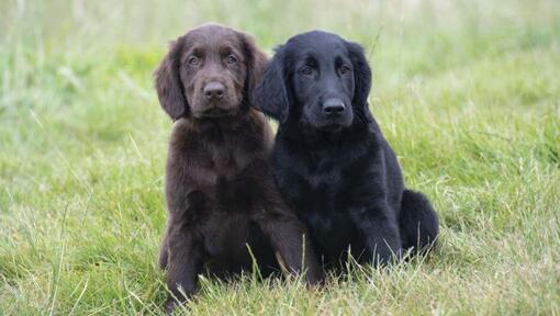 Flat Coated Retriever Chiot