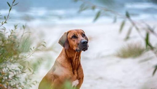 Rhodesian Ridgeback sur la plage 