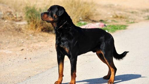 Rottweiler debout sur la route 