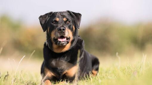 Rottweiler couché dans l'herbe 