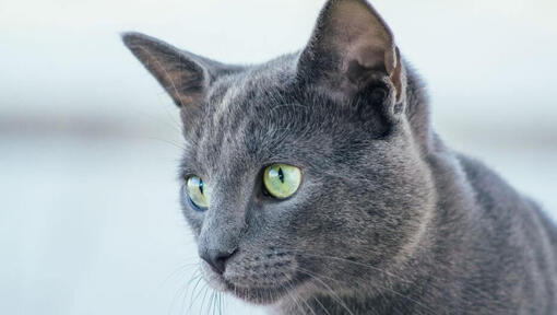 Le chat bleu russe regarde quelqu'un