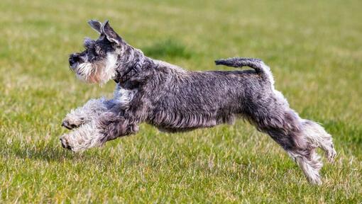 Schnauzer moyen joue et saute sur l'herbe 