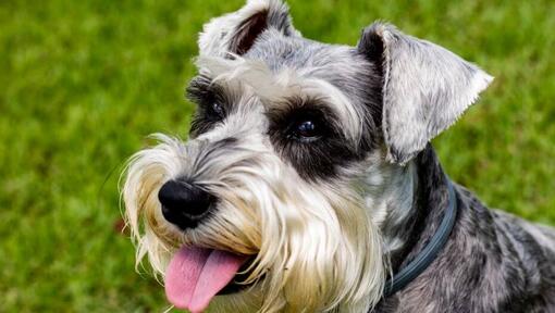 Schnauzer moyen rit 