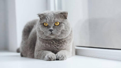 Le chat Scottish Fold est allongé sur un rebord de fenêtre