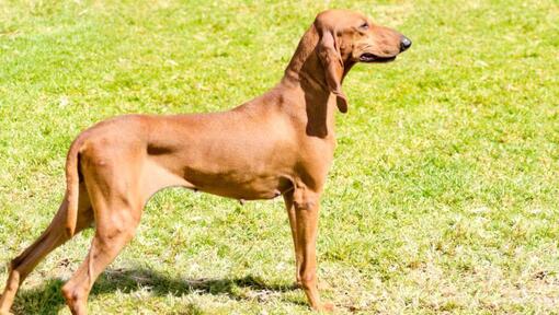 Chien courant italien debout sur l'herbe 