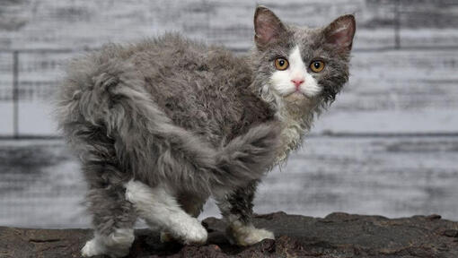 Le chat Selkirk Rex regarde avec espièglerie