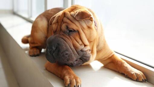 Shar-Pei couché dans la chambre 