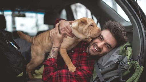 Chiot Shar-Pei entre les mains du propriétaire 