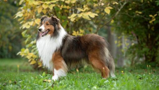 Berger shetland debout dans le parc