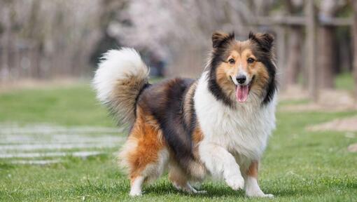 Berger shetland marchant sur l'herbe verte