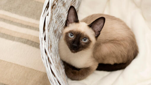 Le chat siamois se trouve dans un panier en osier