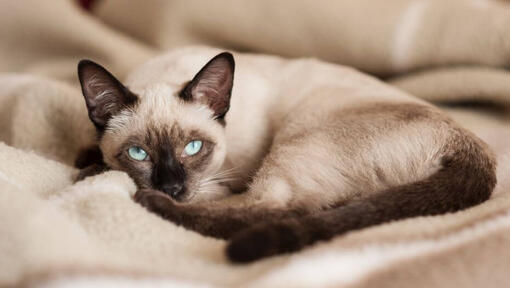 Le chat siamois se trouve sur une couverture