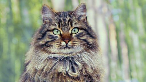 Le chat sibérien se tient près du bois
