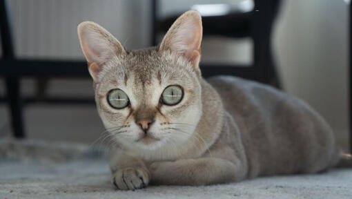 Le chat Singapura est allongé sur un tapis