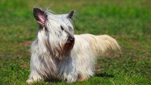 Lumière Skye Terrier marchant sur l'herbe 