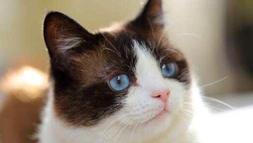 Snowshoe avec les yeux bleus regarde profondément