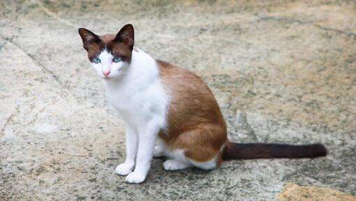 Snowshoe se promène dans le jardin