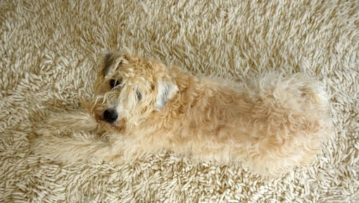 Terrier allongé sur le tapis 