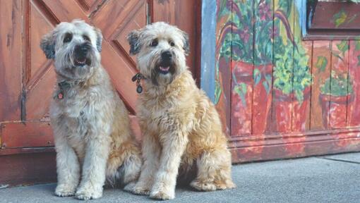 deux terriers assis sur le trottoir 