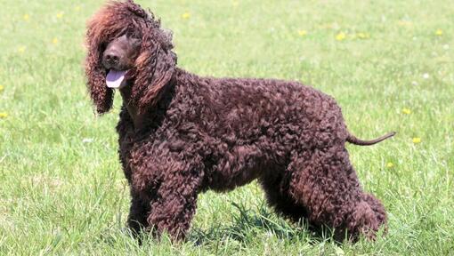 Irish Water Spaniel debout sur le sol