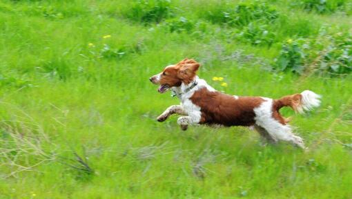 Spaniel (Welsh Springer) s'exécute au champ avec de l'herbe