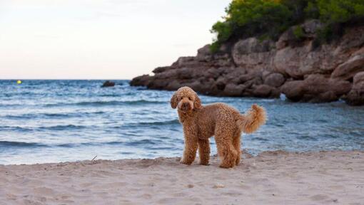 Chien debout sur le bord de mer