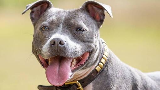 Staffordshire Bull Terrier avec langue