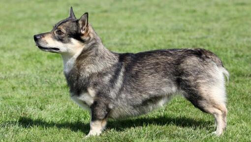 Suédois Vallhund debout sur l'herbe 