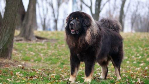 Mastiff tibétain foncé dans la forêt 